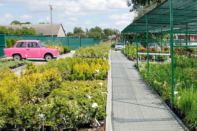 Plac z rośłinami Centrum Ogrodnicze Rolmarket