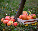 Nawożenie drzew owocowych i krzewów jesienią - co warto wiedzieć?