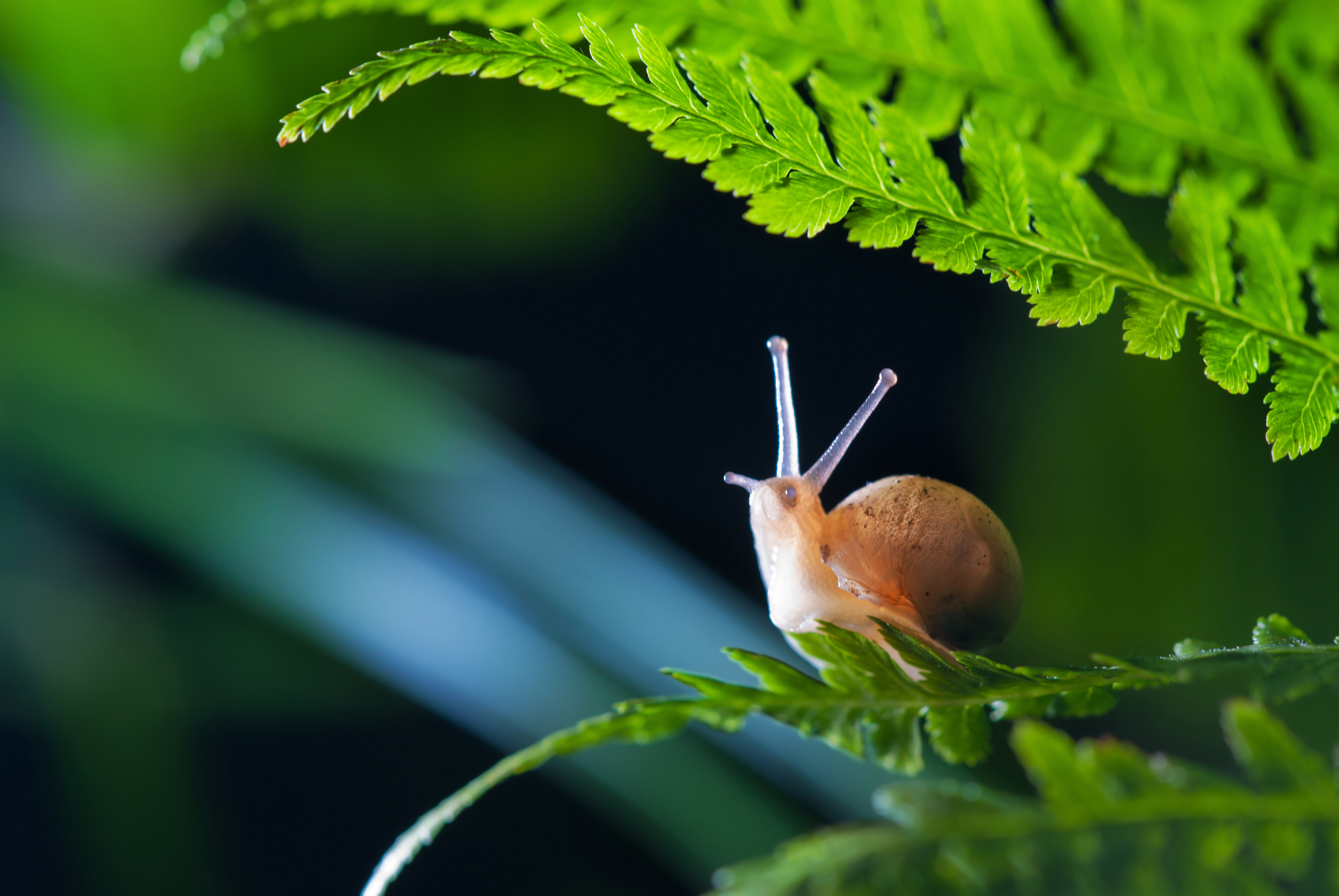 Zwalczanie ślimaków w ogrodzie – sprawdzone sposoby