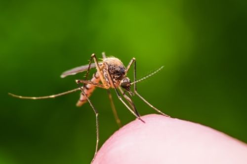 Sposoby na komary i muchy